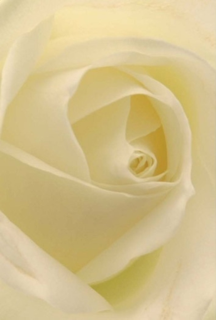 Seen through a florist's discerning eye, this white rose becomes far more than a bloom-it is a gentle meditation on softness and composure. The soothing blend of cream and whisper-white petals folds inward with effortless elegance, the arrangement reminiscent of peaceful afternoons in Leatherhead's shaded parks. The inner spiral catches the soft, natural light, casting gentle gradients that hint at purity and quiet resilience. Subtle shadows nestle at the rose's heart, celebrating its organic symmetry and the meticulous attention from Leatherhead's passionate florists. The bloom exudes a serene fragrance, clean and understated, like the scent of blooming hedgerows after a gentle rain. Whether destined for a wedding near the ancient Parish Church, an expression of sympathy, or a romantic statement, this rose reflects the heart of Leatherhead-sincere, welcoming, and always thoughtful. Delivered with care across the town, it brings a touch of elegance wherever meaning is needed most.
